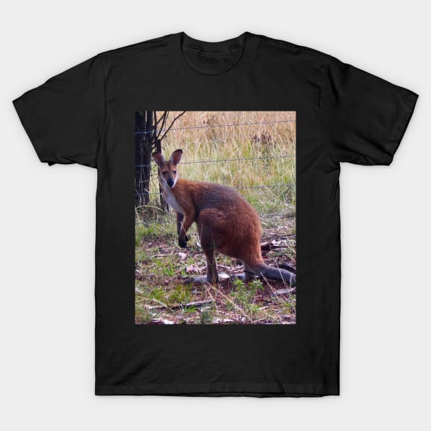 Red Necked Wallaby! T-Shirt by Mickangelhere1